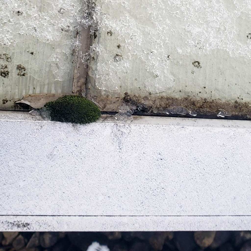 Close-up of a skylight panel edge with a small patch of green moss nestled between seams. Ice and snow partially cover the surface, creating a wintery feel.